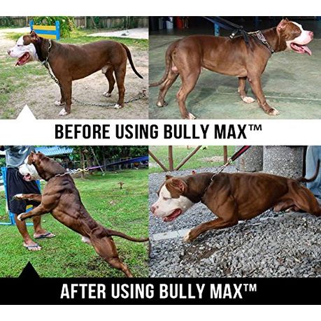 bully max dogs