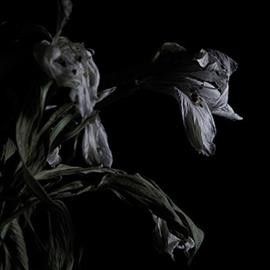 Cavernlight - As We Cup Our Hands And Drink From Th (Vinyl)