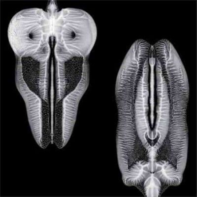 Skull Defekts - Dances In Dreams Of The Known Unknown (Vinyl)
