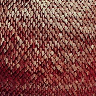 Kill The Vultures - Carnelian (CD)