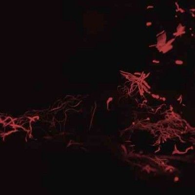 Svarte Greiner - Moss Garden (Vinyl)