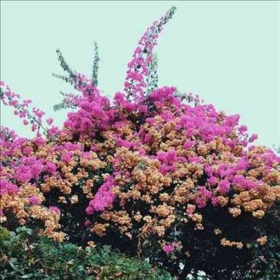 Jay Som - Turn Into (Vinyl)