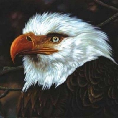 The Hawk Is Howling (Vinyl / 12" Album)