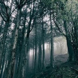 Akira Kosemura - In The Dark Woods (CD)
