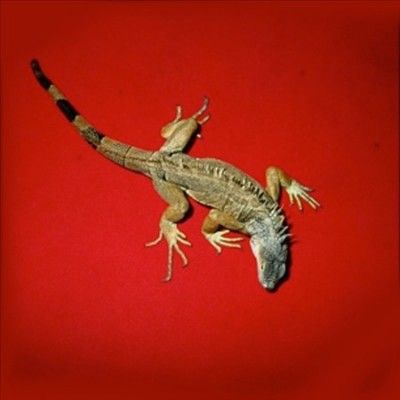 Giovann Di Domenico - Delivery Health (Vinyl)