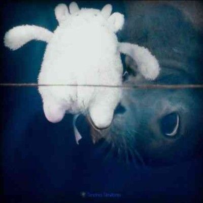 Tendres Ténèbres (Vinyl / 12" Album)