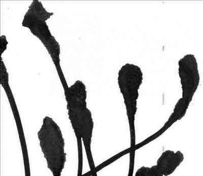 Agf - Deep Mysterious Tone (CD)