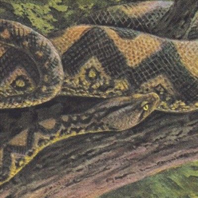 Rainforest Spiritual - Ambient Black Magic (Vinyl)