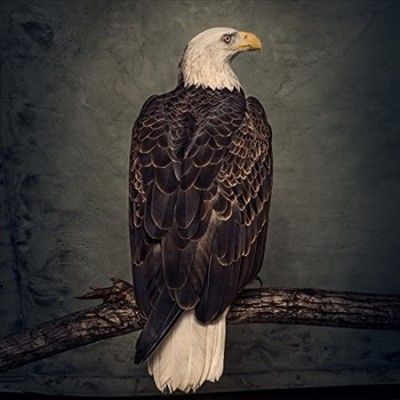 Clutch - Book Of Bad Decisions (Vinyl)