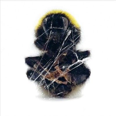 Deadbeat - Walls &amp; Dimensions (Vinyl)