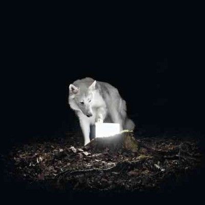 Vanishing Life - Surveillance (Vinyl)