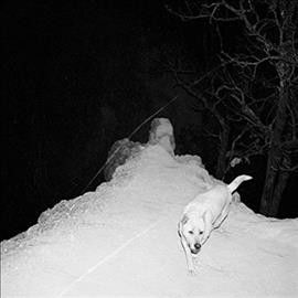 Vargdod - Brutal Disciplin (Vinyl)