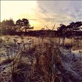 Ane Brun - Leave Me Breathless (CD)