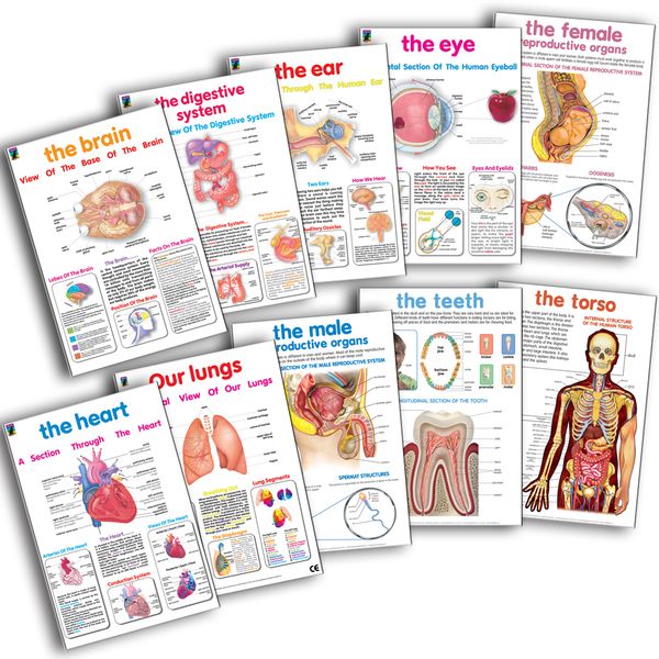Educat Poster Pack - Human Anatomy