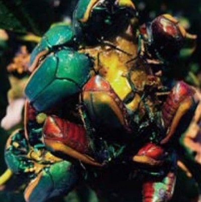 Ciclos (Vinyl / 12" Album)