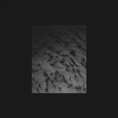 Merzbow - Monoakuma (CD)