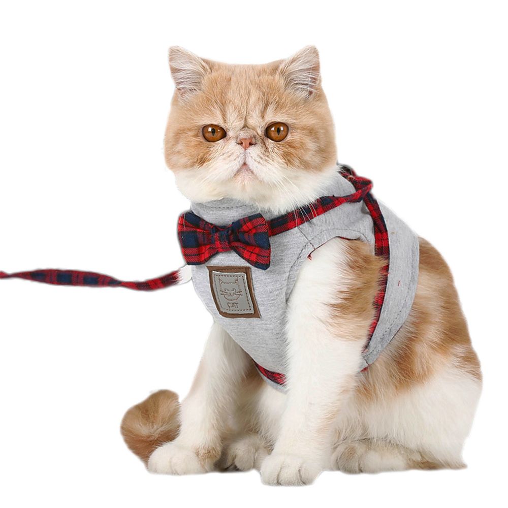 cat tie out leash