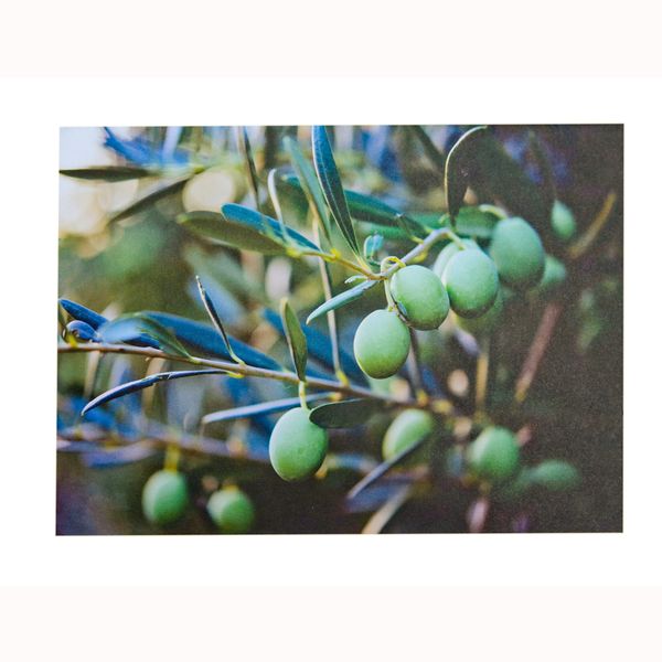 Republic Sourcing Disposable Paper Placemat Olives Print