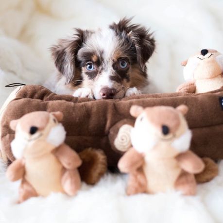 zippy paws hide and seek