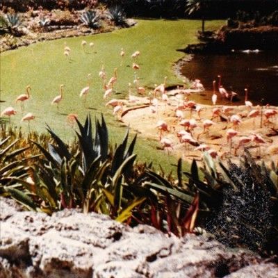Imaginary Softwoods - Gold Fiction Loop Garden (Vinyl)