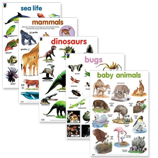 Educat wall chart 5 pack Animals basic study