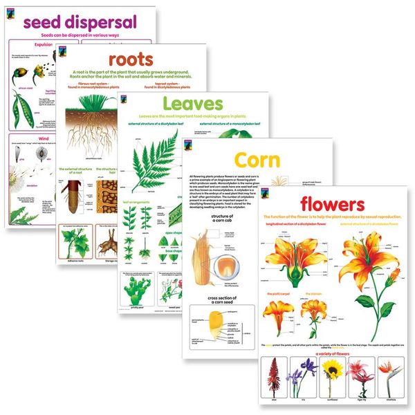 Educat wall chart 5 pack "Botany" Resource and Learning