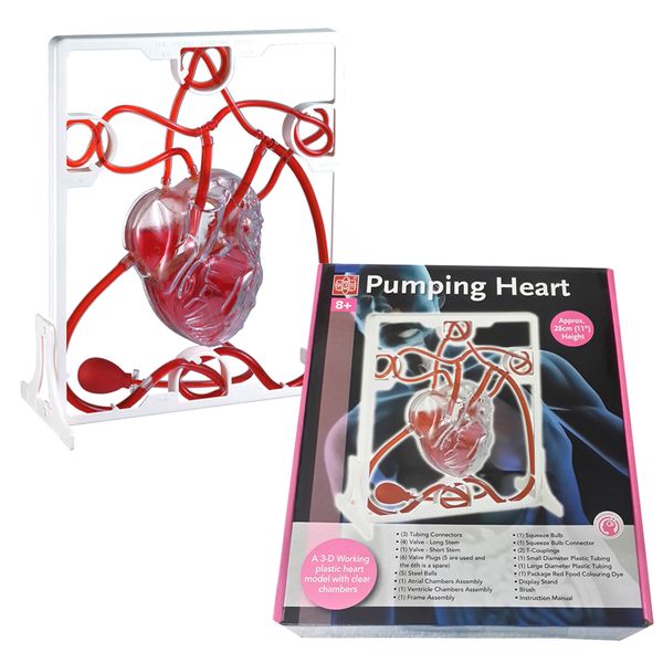 Edu-Science Pumping Heart Model