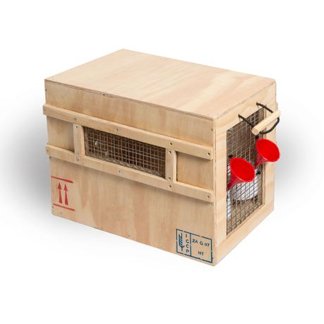 large dog wooden crate