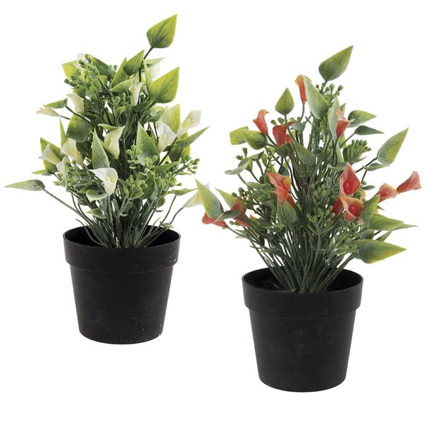Flower-In-Pot Arum Lily 27cm Assorted - Set of 2