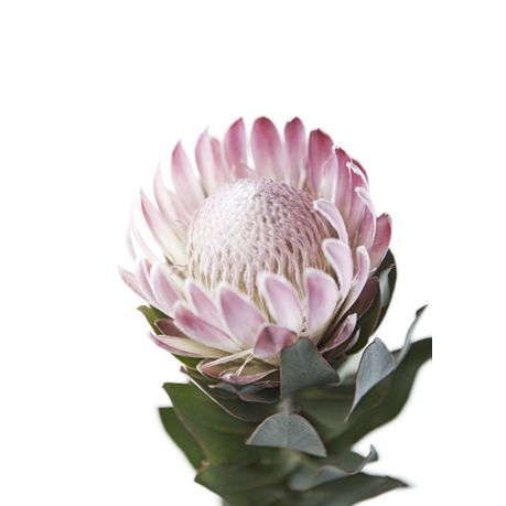 Buy Pastel Protea I Photo Art Print