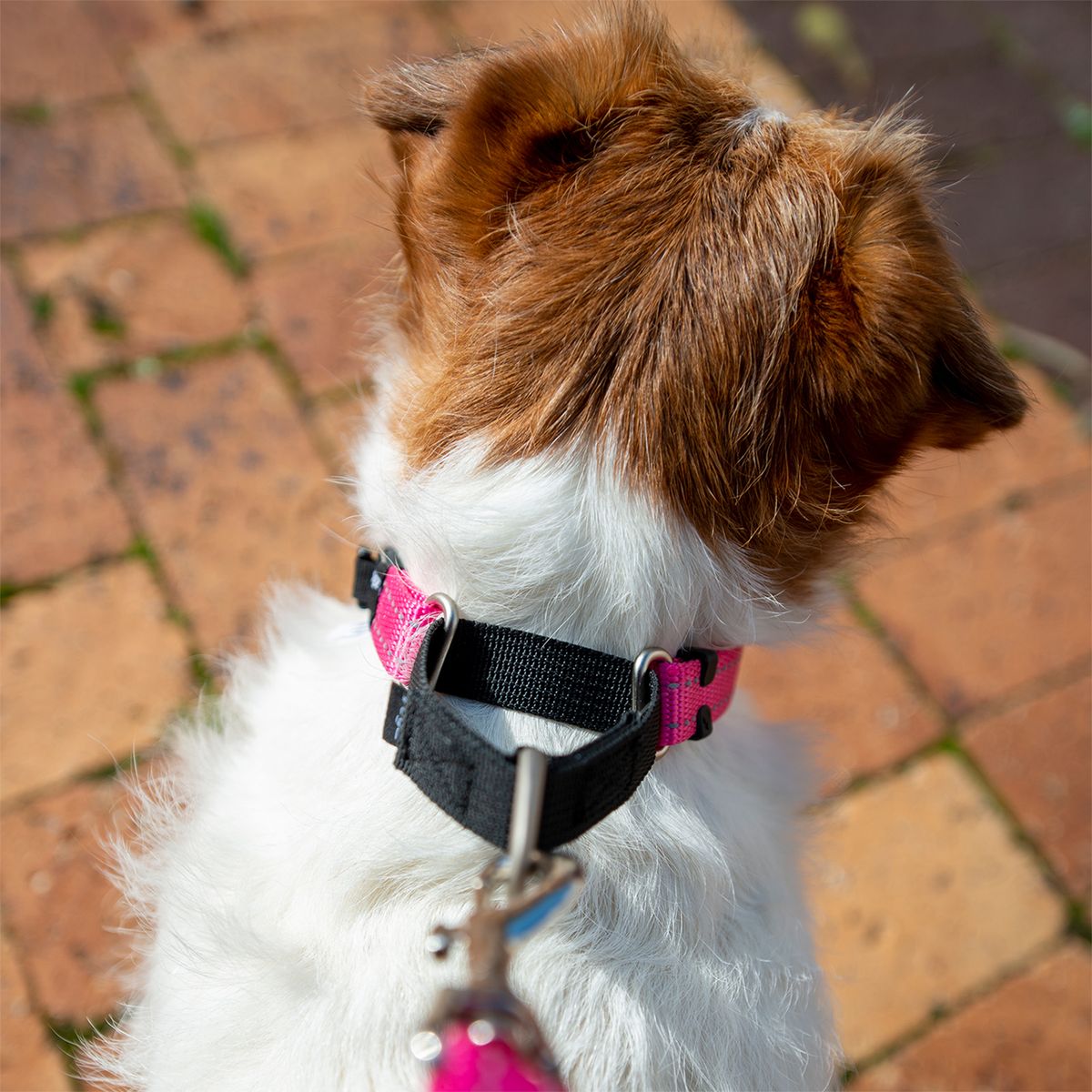 Dog shock 2024 collar takealot