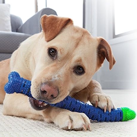 Dog self shop brushing toothbrush